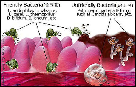 Friendly bacteria vs. unfriendly bacteria.